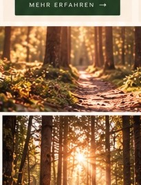 Sonnenlicht im Wald
